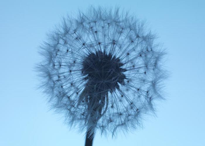 Dandelion